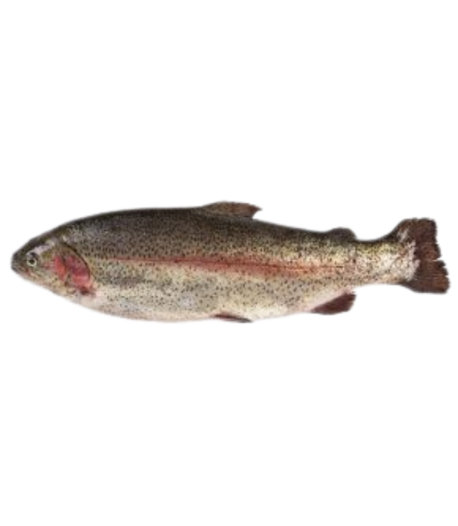 Goatsbridge Rainbow Trout Large Gutted